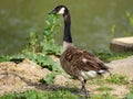 Canadian Goose near the water of CartierÃ¢â¬â¢s Creek in Carnegie Royalty Free Stock Photo